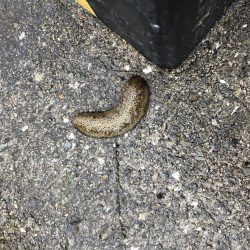 サビキ爆釣！！泳がせたりok