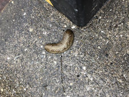 サビキ爆釣！！泳がせたりok