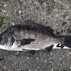 イチノ兄弟、釣果！