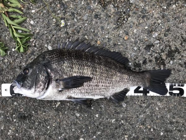 イチノ兄弟、釣果！