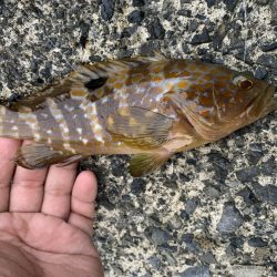 ライトロック〜