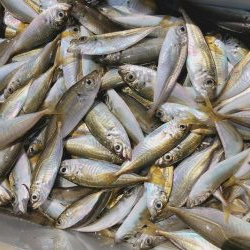 アジアジアジアジアジアジアジ