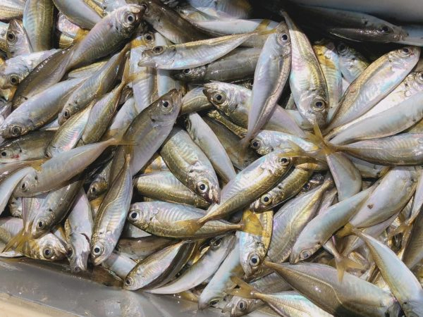 アジアジアジアジアジアジアジ