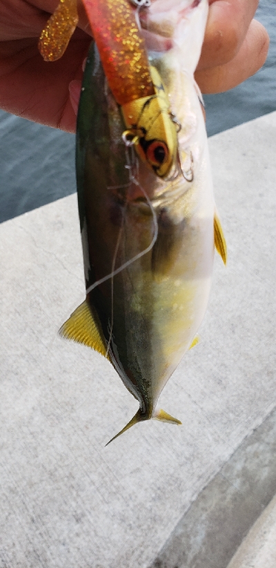 ライトショアジギング