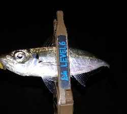 ときよりの25越えのアジにびっくり