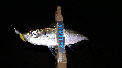 ときよりの25越えのアジにびっくり