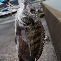 落としこみ、初の44cm!