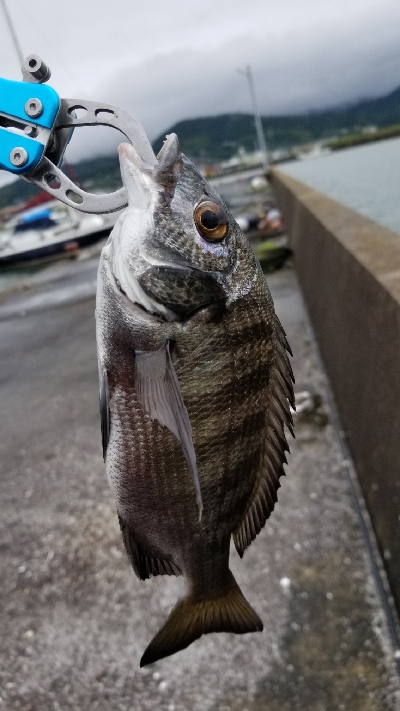 落としこみ、初の44cm!