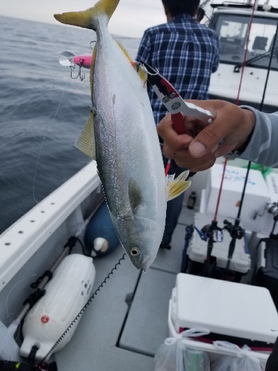 明石タイラバちょっとだけリベンジ