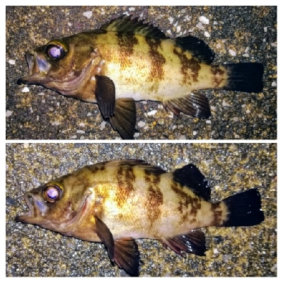 アジンガー1900〜2145