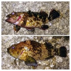 アジンガー1905〜2140