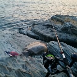 春イカ残党キロアップ