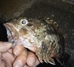 マッスルガシラを釣りたくて