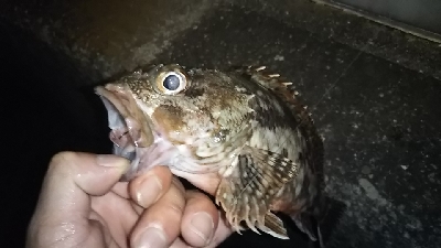 マッスルガシラを釣りたくて