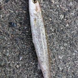 ライトショアジギング