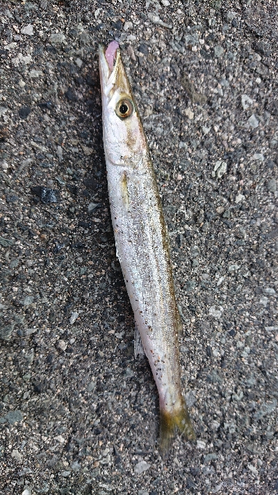 ライトショアジギング