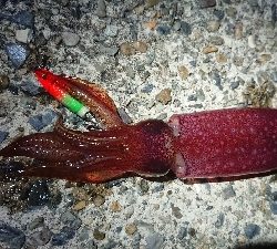 仕事終わりケンサキエギング