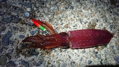 仕事終わりケンサキエギング