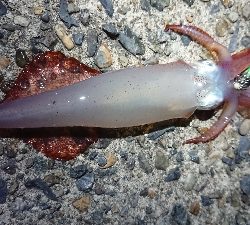 仕事終わりケンサキエギング