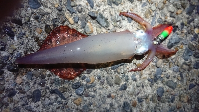 仕事終わりケンサキエギング