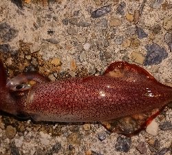 ケンサキエギング