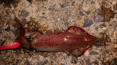 ケンサキエギング