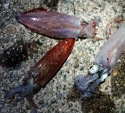 仕事終わりケンサキ調査