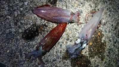 仕事終わりケンサキ調査