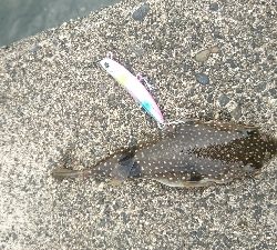 そろそろマゴチ本格化か?