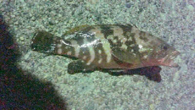 アキジハタが沢山