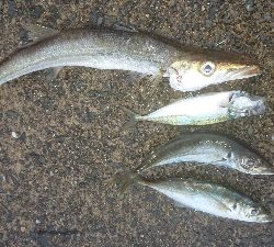 マメージングである