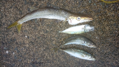 マメージングである