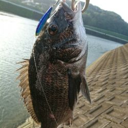 今朝の釣果