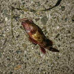 良型キス＆ヒラメ狙いました♪