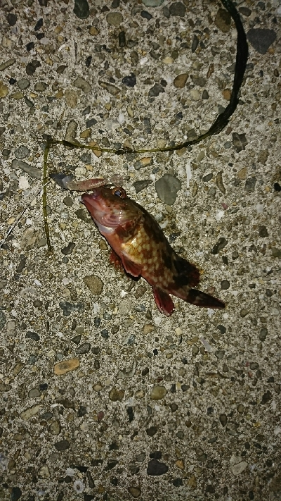 良型キス＆ヒラメ狙いました♪