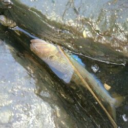 フラットフィッシュ狙いでしたがエソ祭り