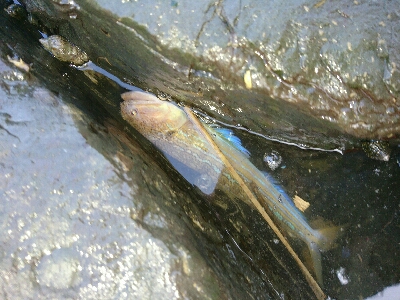 フラットフィッシュ狙いでしたがエソ祭り