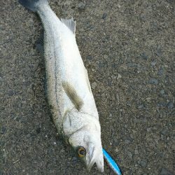 トップで20分、10バイト以上、2本ゲット！