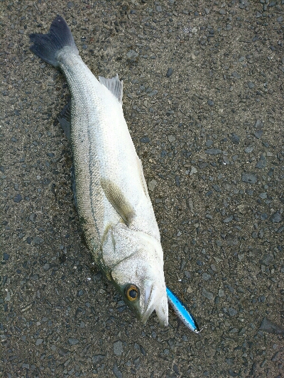 トップで20分、10バイト以上、2本ゲット！