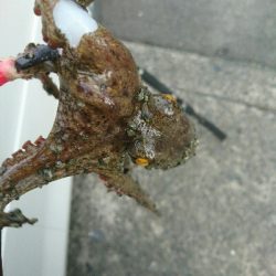 夏本番❗タコ調査で二匹ゲット!!