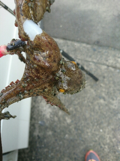 夏本番❗タコ調査で二匹ゲット！！