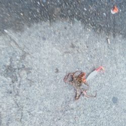 おくとぱっしんぐ