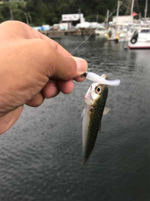 ライトワインドゲーム