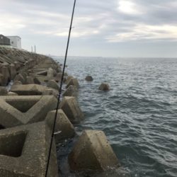 木材港でキス釣り