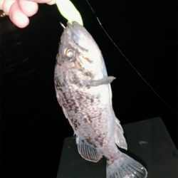 時間無制限一本勝負