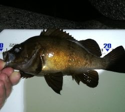 ナイトアジング