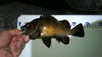 ナイトアジング