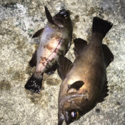 良型梅雨メバル