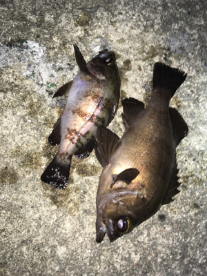 良型梅雨メバル