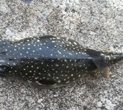 アジンガー1815〜1935